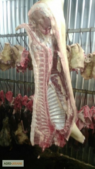 Фото 2. Мясо Свіже Охолоджене в пів тушках
