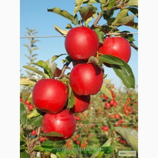 Фермерське господарство реалізує яблука - Флоріна
