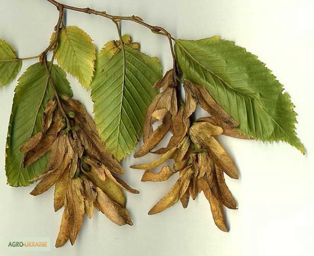 Фото 3. Цвет граба настойка (Carpinus betulus)