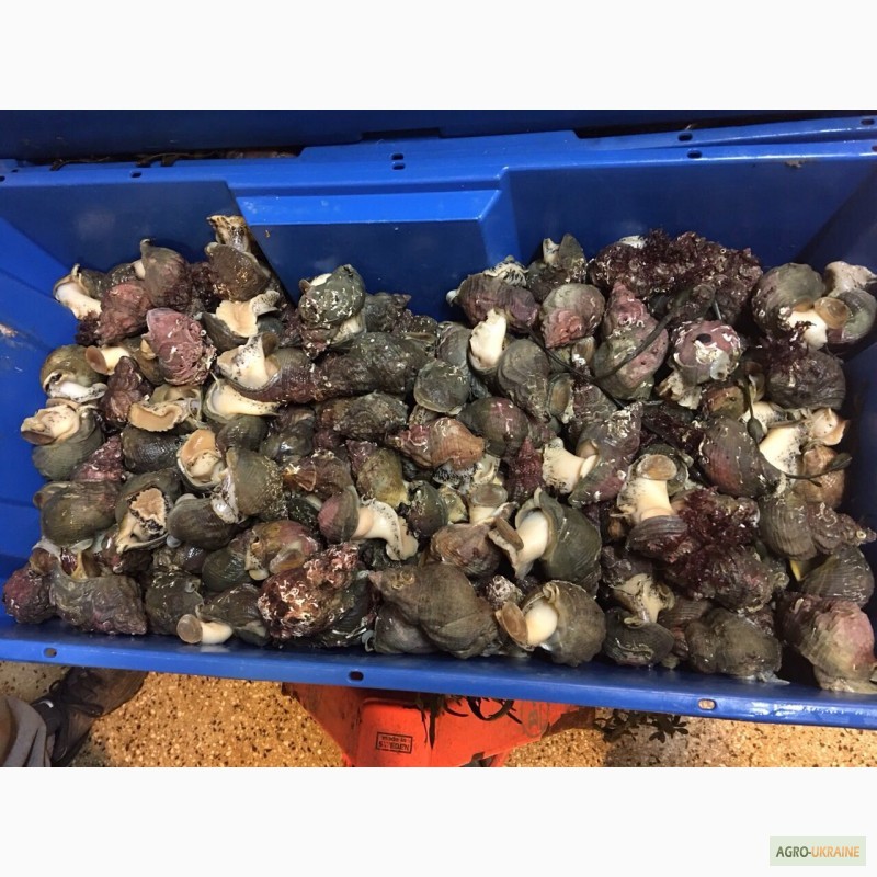 Фото 6. Краб, морской гребешок, ракообразные и молюсковые из Норвегии