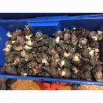 Краб, морской гребешок, ракообразные и молюсковые из Норвегии