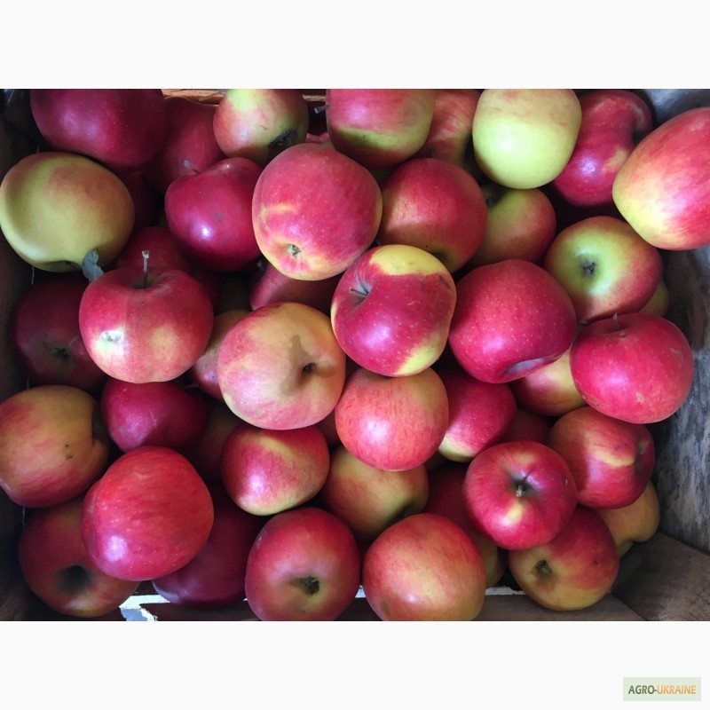 Фото 3. Продам яблука. Айдаред, джона горед, флоріна, глостер, семеренко, голден