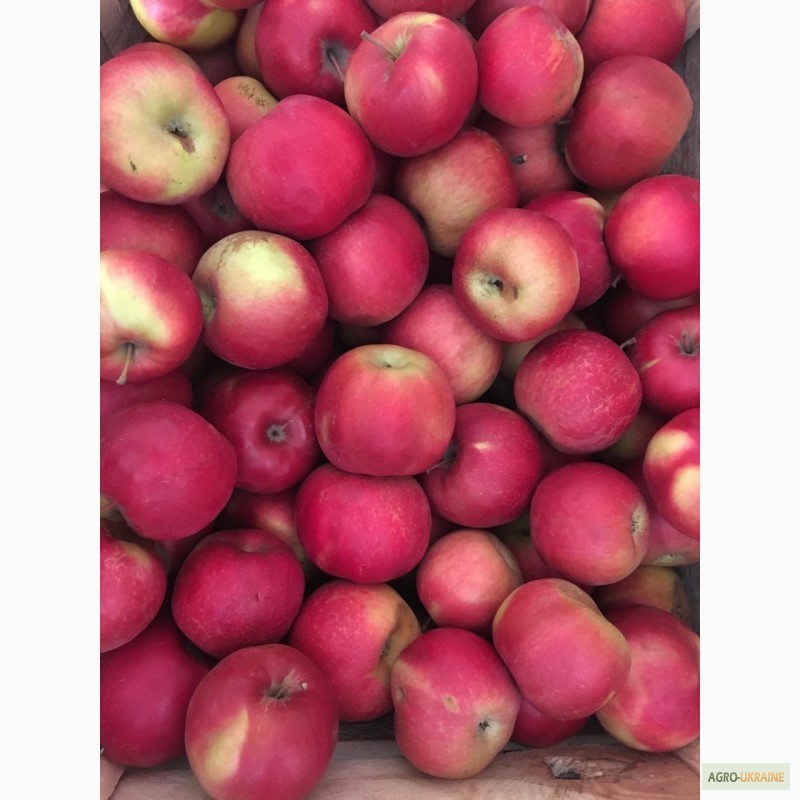 Фото 4. Продам яблука. Айдаред, джона горед, флоріна, глостер, семеренко, голден