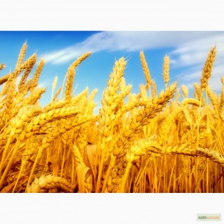 Дорого куплю пшеницу по Полтавской области