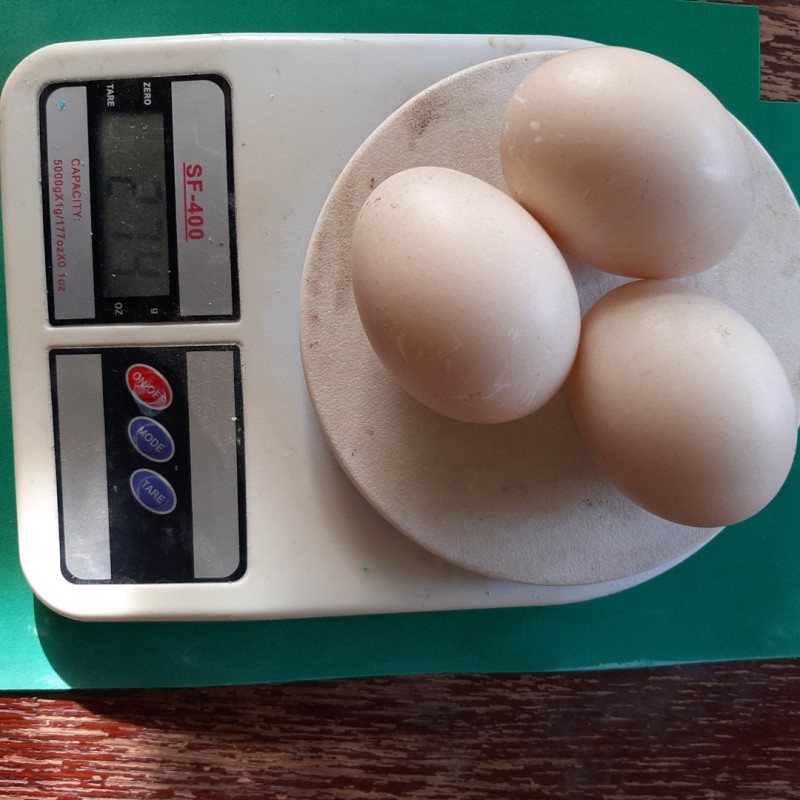 Фото 5. Мускусна качка - інкубаційні яйця