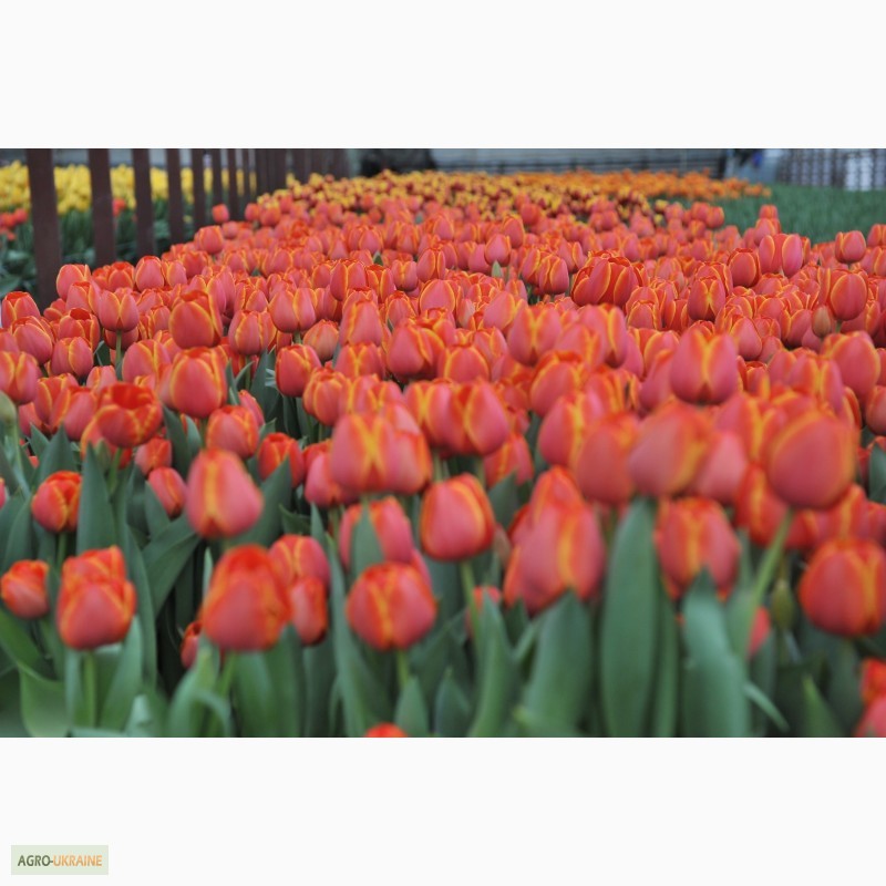 Тюльпан queensday фото и описание