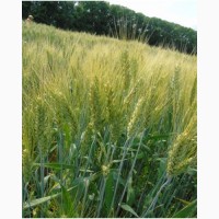 Озима пшениця: ЗДОБНА, ЗАПАШНА, КРАСА ЛАНІВ, ДИВО - Еліта (озимая пшеница)