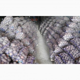 Фермерское хозяйство продаст картофель до 2000 тонн