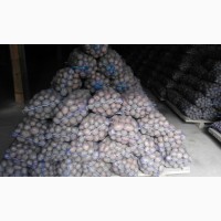 Фермерское хозяйство продаст картофель до 2000 тонн