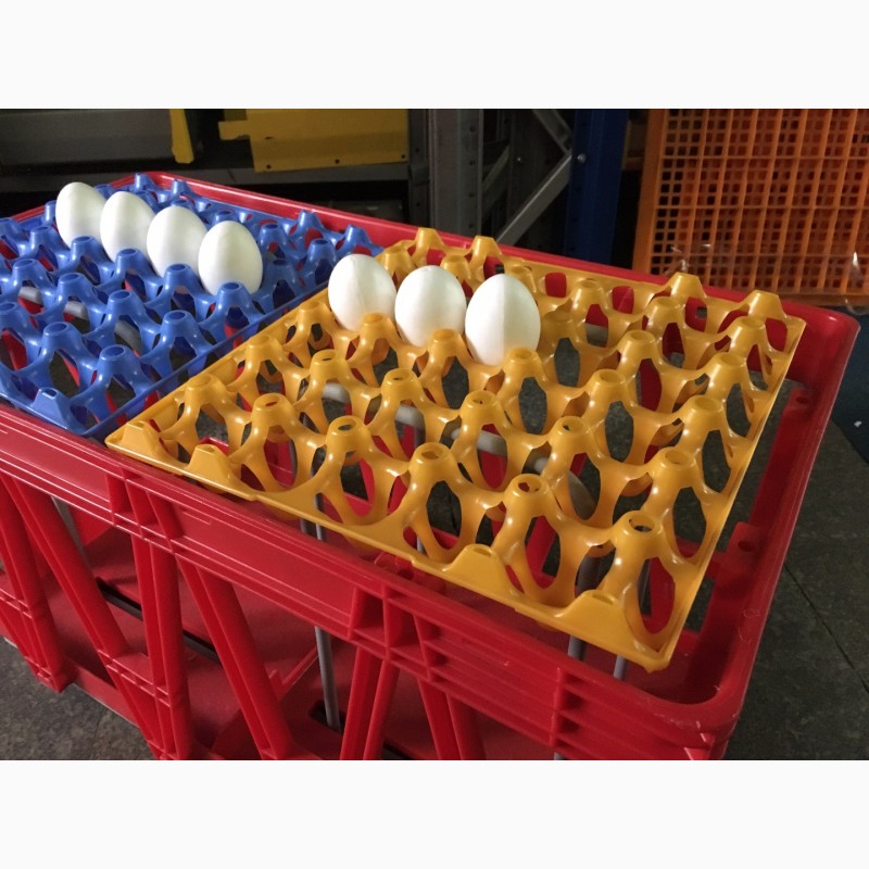 Фото 4. Пластиковый лоток для куриных яиц