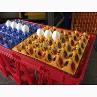Пластиковый лоток для куриных яиц