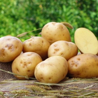 Продам насіннєву картоплю оптом сорту Рів#039;єра