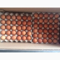 Куплю на экспорт яйца куриные 1С