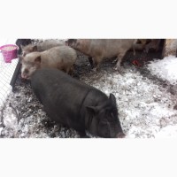 Свиня на свиноматку
