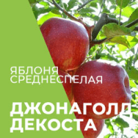 Продам саженцы яблони, сорт Джонаголд Декоста