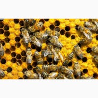 Продам пчелосемьи Одесса