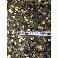 Продам семена тыквы голосемянной/ Гарбузове насіння, сорт Gleisdorfer (17 тонн)