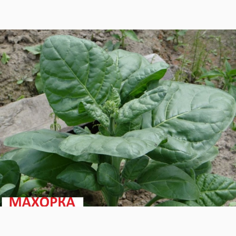Фото 2. Продам семена табака- Вирджиния, Берли, Трапезонд_92, Махорка