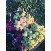 Продам виноград столовых сортов оптом с поля