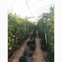 Продам виноград столовых сортов оптом с поля