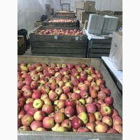 Продаем яблоки товарные и промпереработка врожай 2023 року. НДС