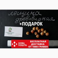 Лещина древовидная(турецкая) семена(10 штук), медвежий орех(подвой для саженцев фундука)