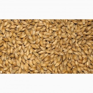 Куплю пшеницу фуражную (отходы пшеницы)