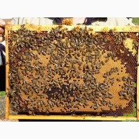Пчелосемьи, рои, отводки, пчелопакеты, пчелы, бджоли, бджолопакети