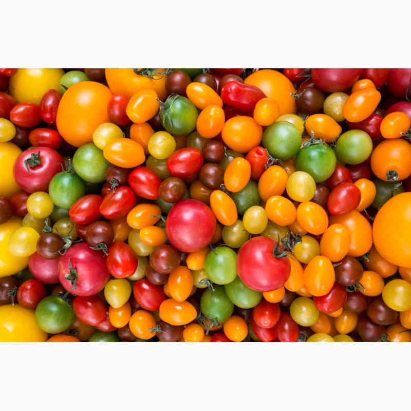 Царство томатов людмила кодзасова купить семена купить дачу на авито красноярск