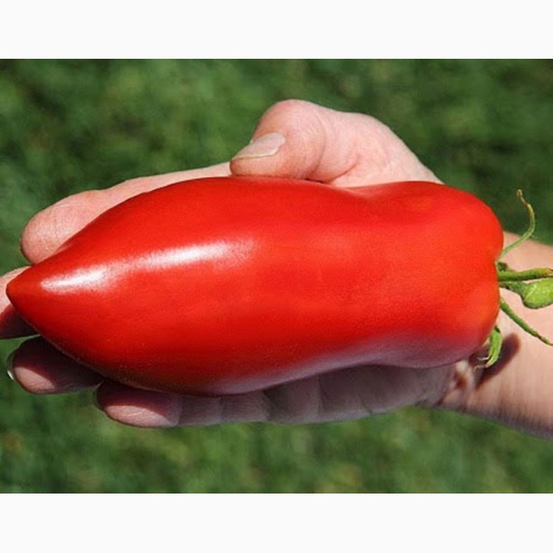 Фото 3. Семена томатов из частной коллекции