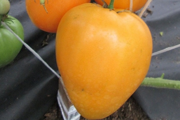 Фото 4. Семена томатов из частной коллекции
