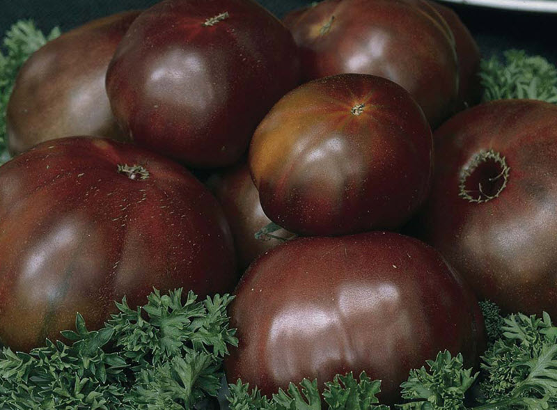 Фото 6. Семена томатов из частной коллекции