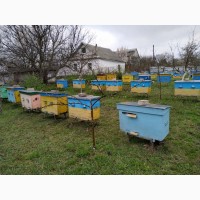 Продам бджіл (можливий варіант з вуликами)