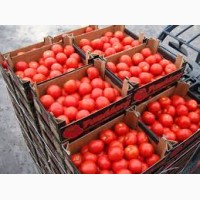 Реализую помидоры оптом