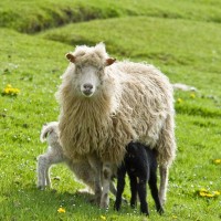 Продам вівці, ягнята, барани, кози