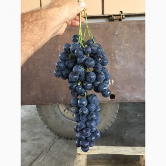 Продам виноград білих і синіх сортів