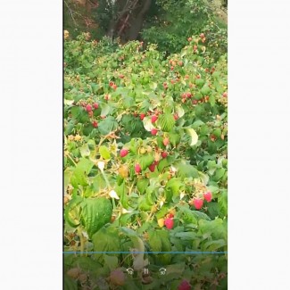 Саджанці малини Полана (відео 1й і 2й рік урожайності скину на вйбер)