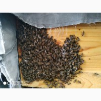 Продам пчелопакеты и пчелосемьи (4рамки и безсотовые матки)