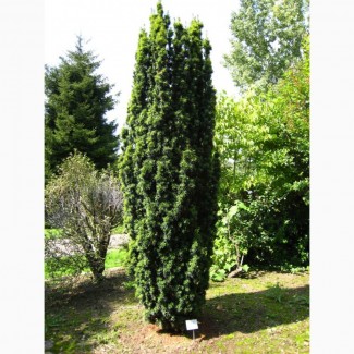 Семена Тис ягодный (Taxus baccata) 10шт - 10грн