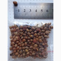 Семена Тис ягодный (Taxus baccata) 10шт - 10грн