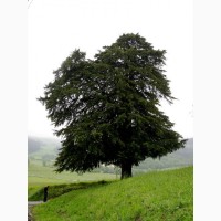 Семена Тис ягодный (Taxus baccata) 10шт - 10грн