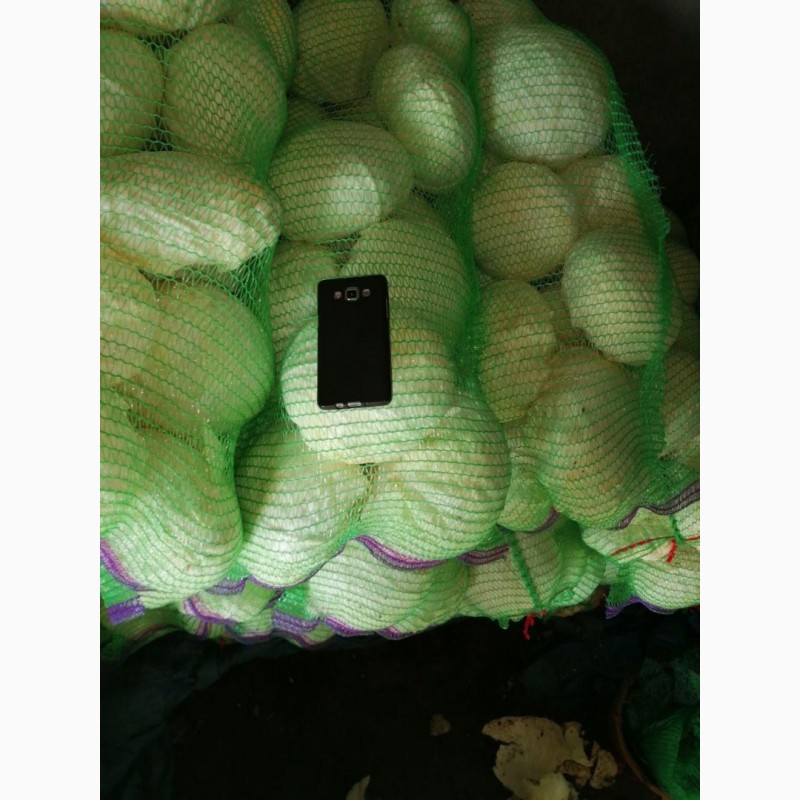 Фото 2. Продам капусту Агрессор, Лексикон