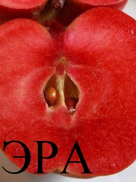 Саженцы яблонь с красной мякотью, набор 3 шт, сорта Эра, Сирена и Бая Мариса