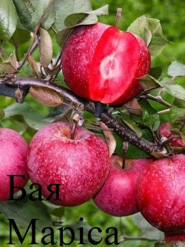 Фото 2. Саженцы яблонь с красной мякотью, набор 3 шт, сорта Эра, Сирена и Бая Мариса