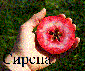 Фото 3. Саженцы яблонь с красной мякотью, набор 3 шт, сорта Эра, Сирена и Бая Мариса
