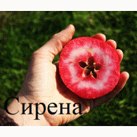 Саженцы яблонь с красной мякотью, набор 3 шт, сорта Эра, Сирена и Бая Мариса