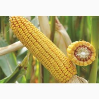 Семена кукурузы ДБ Хотин, ФАО 280 (засухоустойчевый)