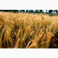 Насіння озимої пшениці Землячка одеська