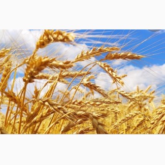 Проводимо закупки пшениці від 25 тонн