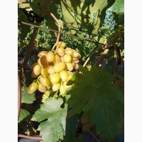 Продам виноград, сорта Рошфор, Преображение, Ливия